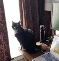 desk_nina_cat